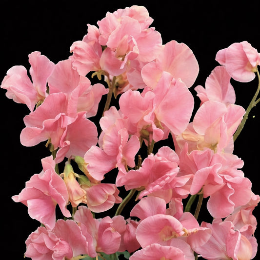 Luktärt ´Tickled Pink´