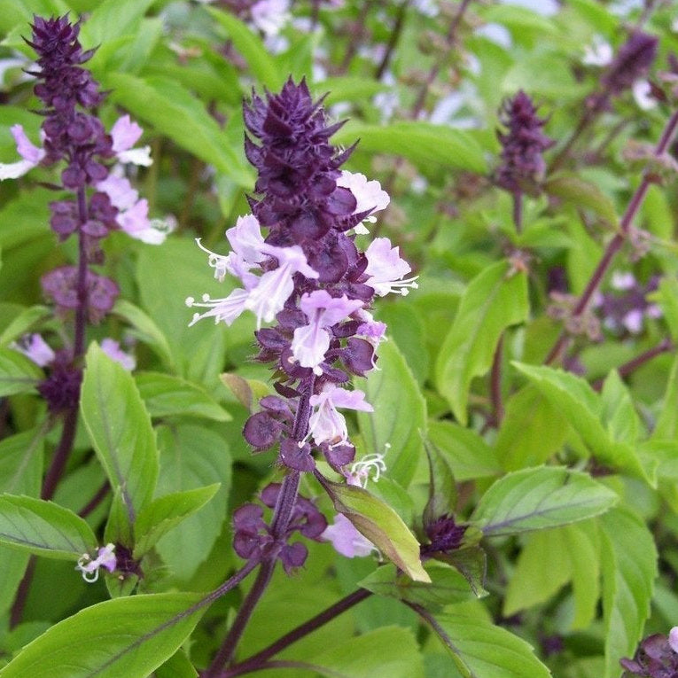Kanelbasilika ´Cannelle´