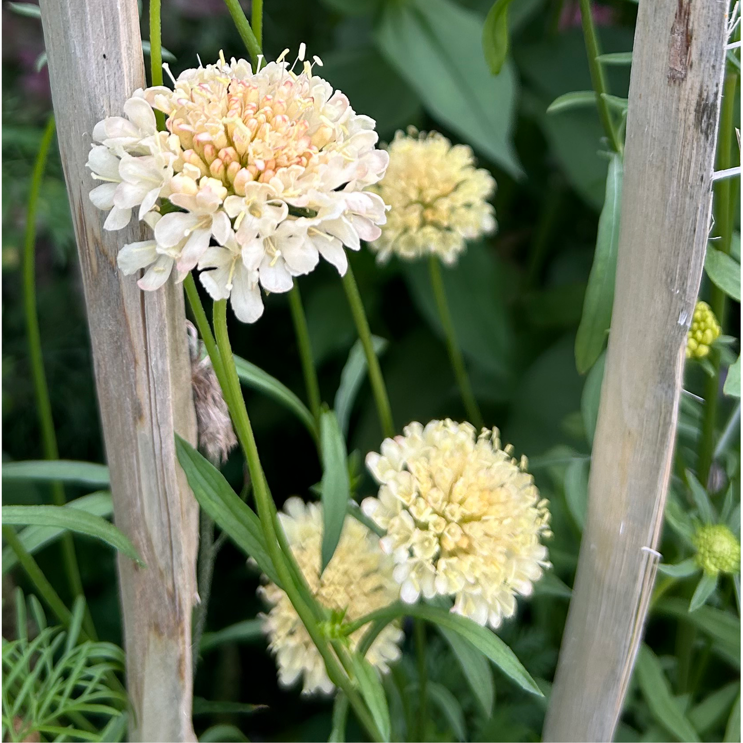 Praktvädd ´Fata Morgana´