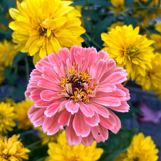 Zinnia ´Benary´s Giant Salmon Rose´
