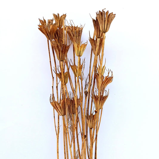 Jungfruparasoll ´Transformer´