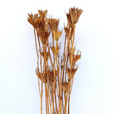 Jungfruparasoll ´Transformer´