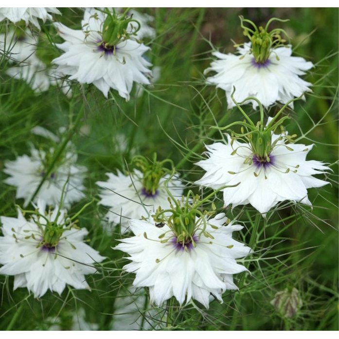 Jungfrun i det gröna ´Miss Jekyll White´