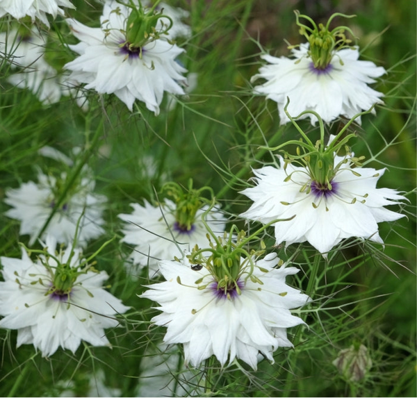 Jungfrun i det gröna ´Miss Jekyll White´