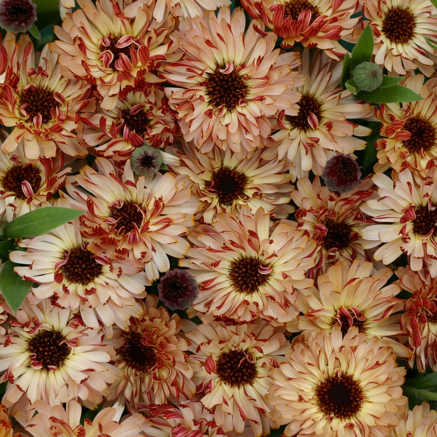 Ringblomma ´Bronzed Beauty´