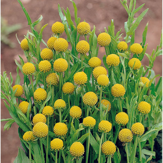 Äppelsolbrud ´Pineapples´