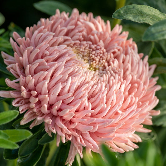 Sommaraster ´Chrisantella Living Coral´