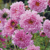 Rosenskära ´Double Click Rose Bonbon´