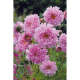 Rosenskära ´Double Click Rose Bonbon´