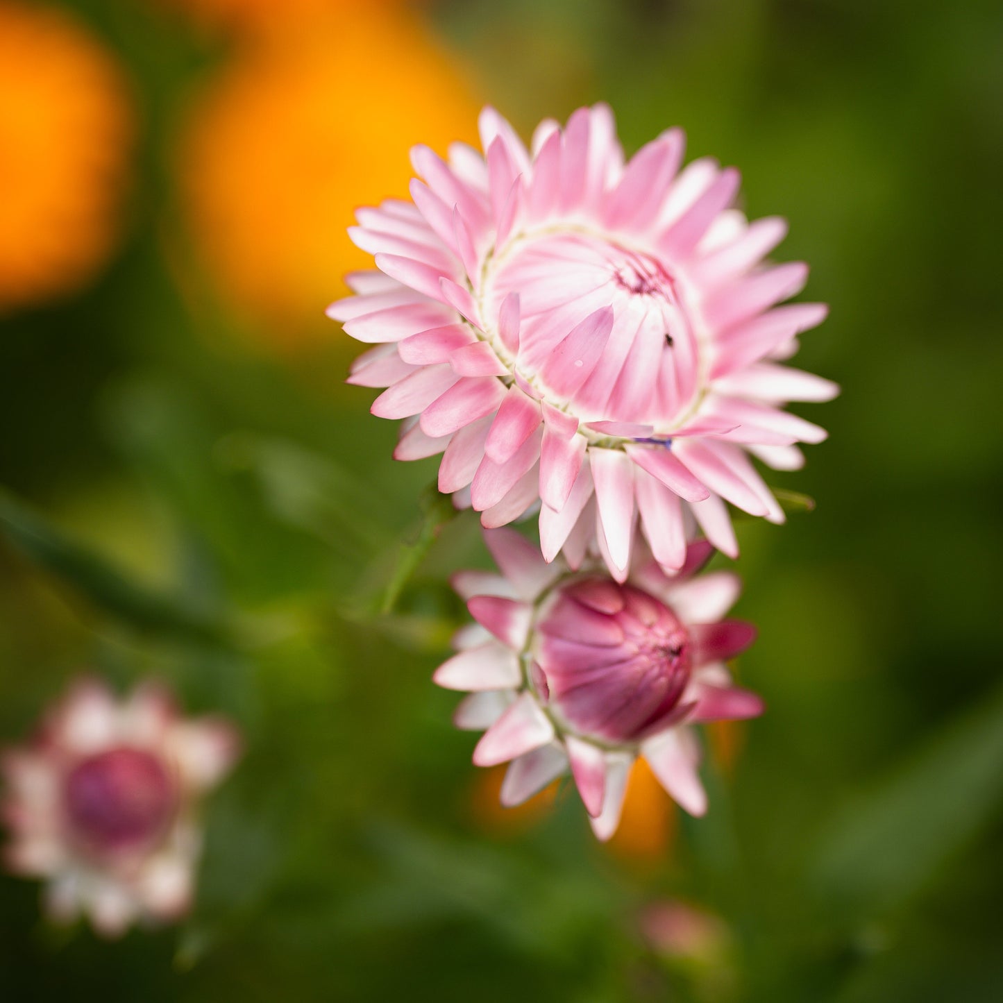Jätteeternell ´Silvery Rose´
