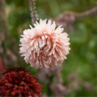 Sommaraster ´King Size Apricot´
