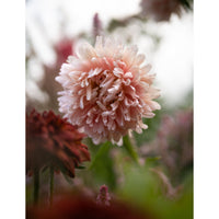 Sommaraster ´King Size Apricot´