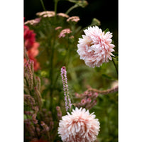 Sommaraster ´King Size Apricot´