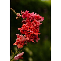 Lejongap ´Madame Butterfly Cherry Bronze´ F1