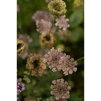 Blomstermorot ´Dara´
