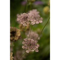 Blomstermorot ´Dara´