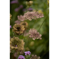 Blomstermorot ´Dara´