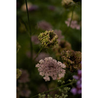 Blomstermorot ´Dara´