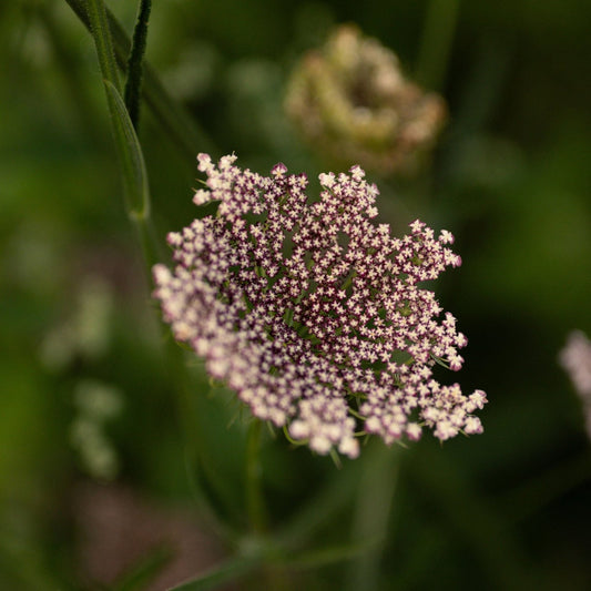 Blomstermorot ´Dara´