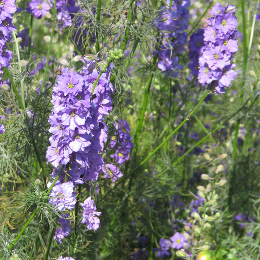 Riddarsporre ´Imperial Blue Bell´