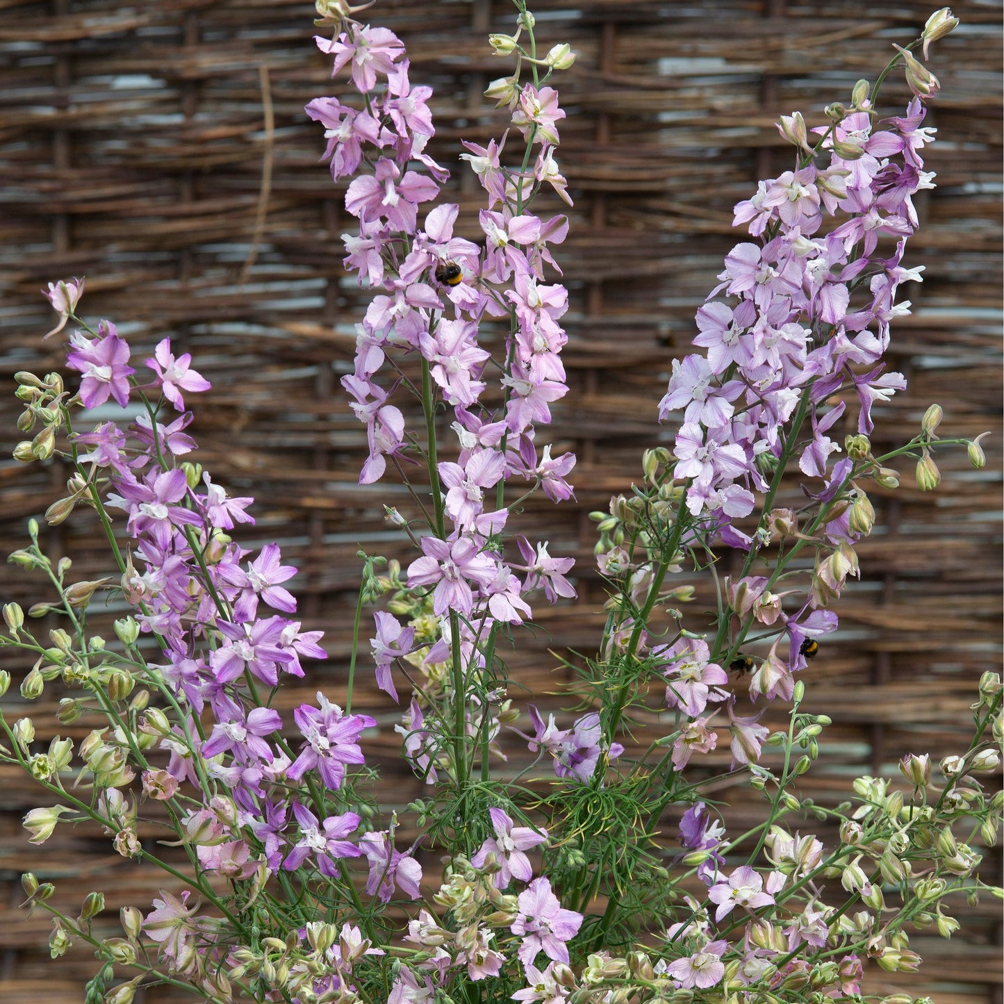 Riddarsporre ´Fancy Belladonna´