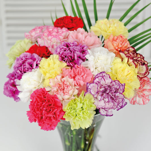 Trädgårdsnejlika ´Giant Chabaud Mix´