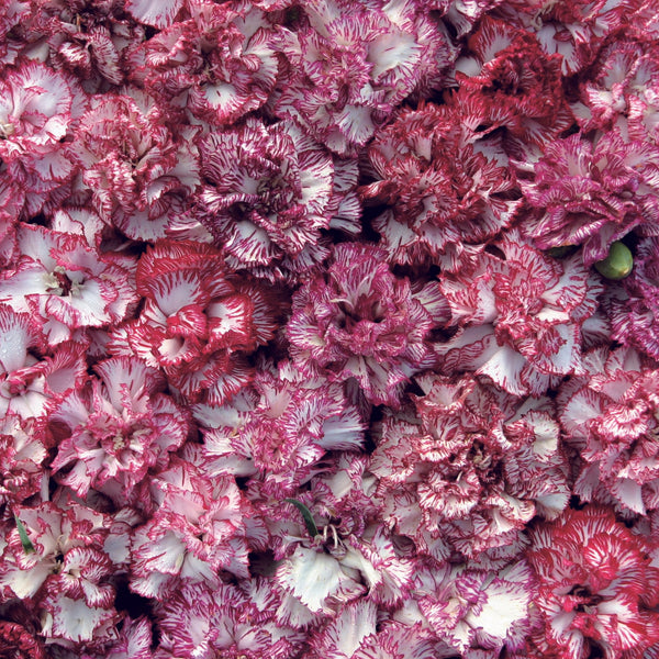 Trädgårdsnejlika ´Raspberry Ripple´- Köp frö till trädgårdsnejlika hos ...