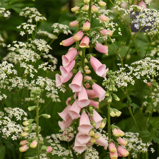 Fingerborgsblomma ´Suttons Apricot´
