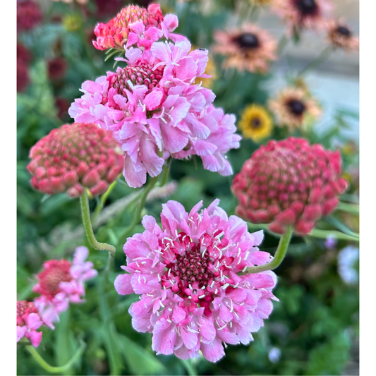 Praktvädd ´Salmon Queen´