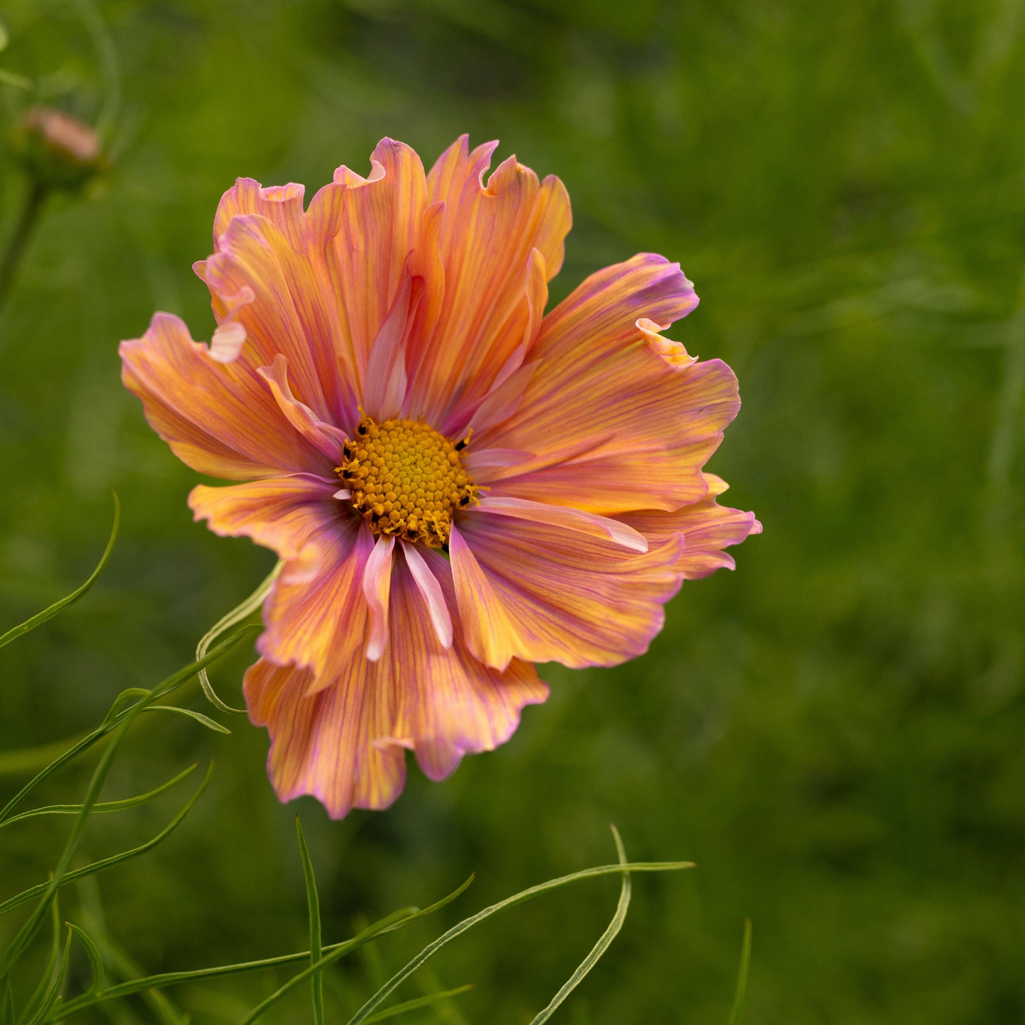 Rosenskära ´Apricotta´