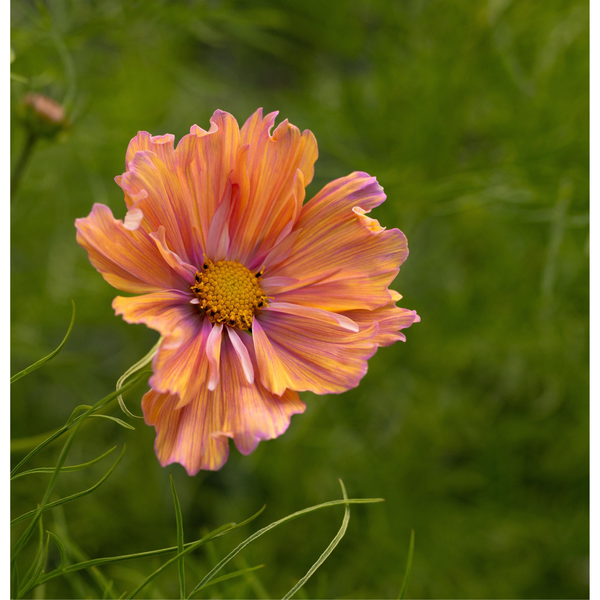 Rosenskära ´Apricotta´