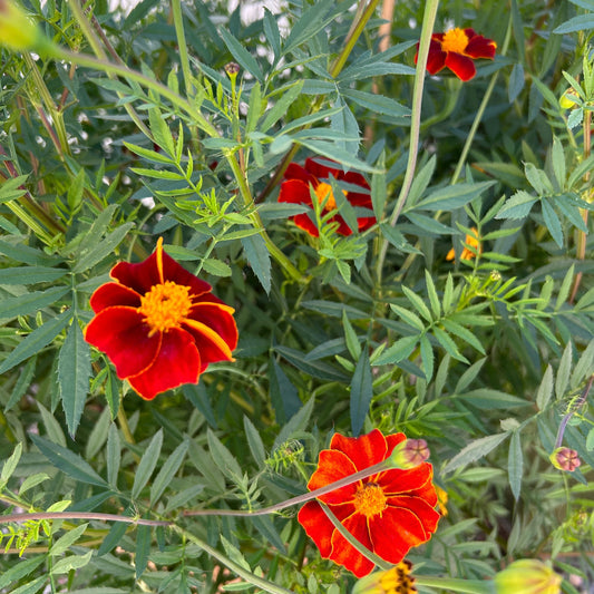 Linnétagetes ´Burning Embers´