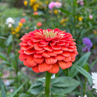 Zinnia ´Benary´s Giant Salmon Rose´