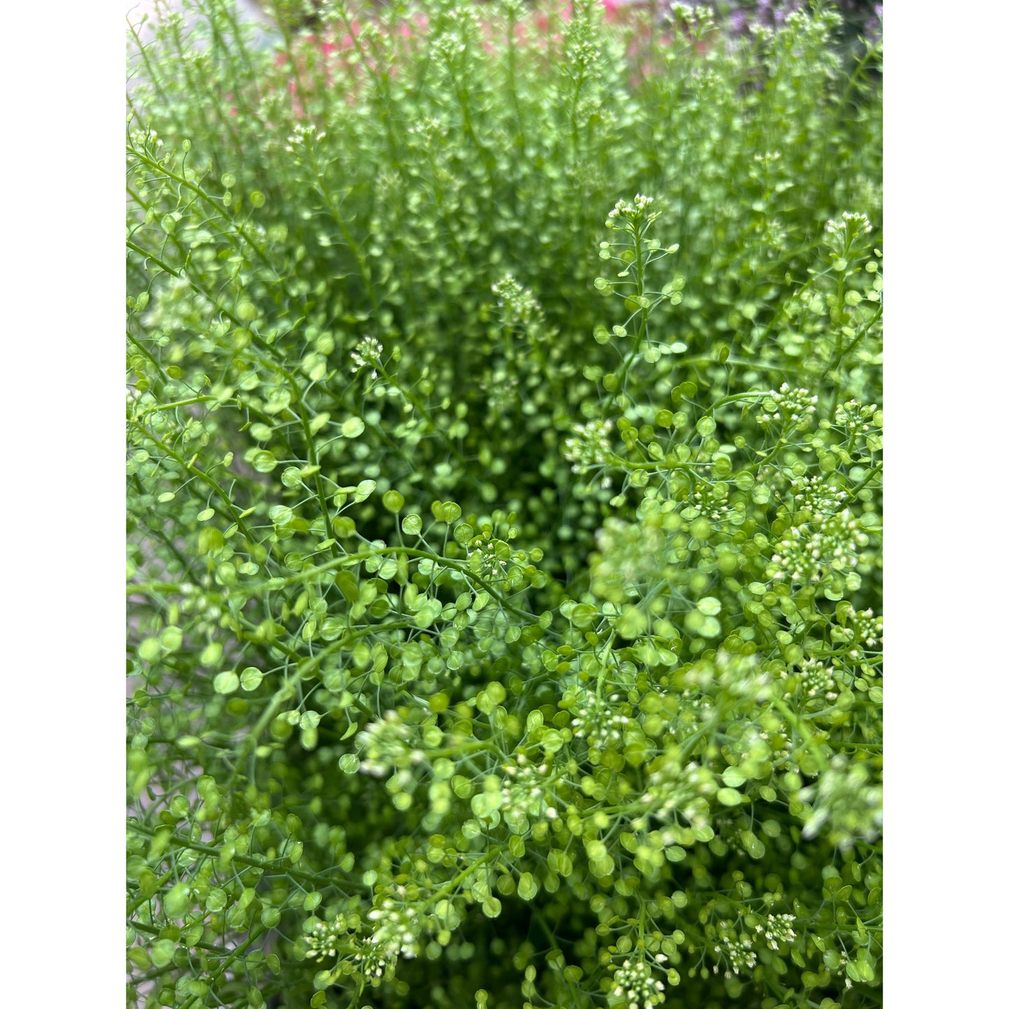 Bukettkrasse/Persian Cress