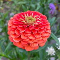 Zinnia ´Benary´s Giant Salmon Rose´