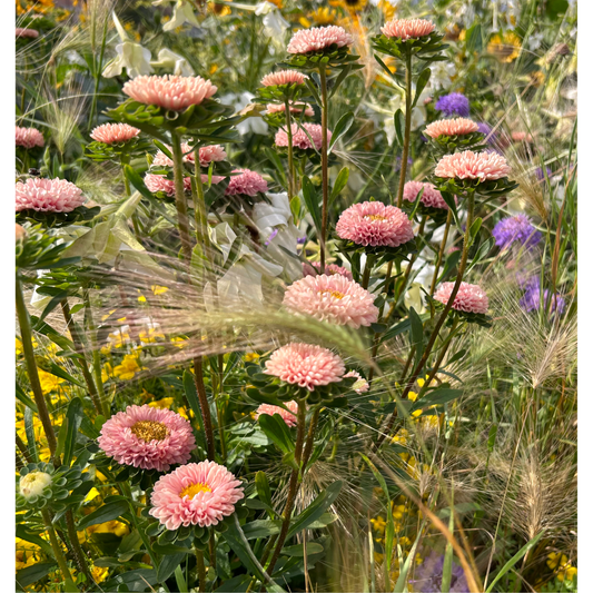 Sommaraster ´Matsumoto Apricot´