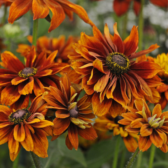 Sommarrudbeckia ´Cherokee Sunset’