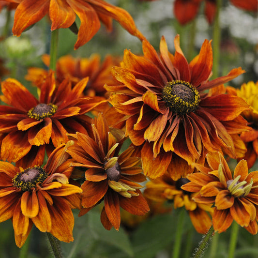Sommarrudbeckia ´Cherokee Sunset’
