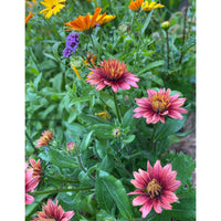 Sommarrudbeckia ´Sahara’