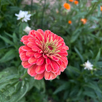 Zinnia ´Benary´s Giant Salmon Rose´