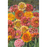 Sommarkokardblomster ´Razzledazzle´