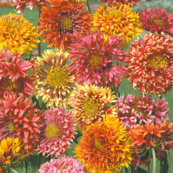 Sommarkokardblomster ´Razzledazzle´