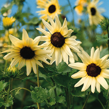 Miniatyrsolros ´Vanilla Ice´