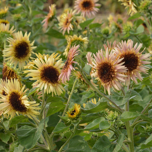 Solros ´Astra Rose´