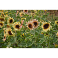Solros ´Astra Rose´