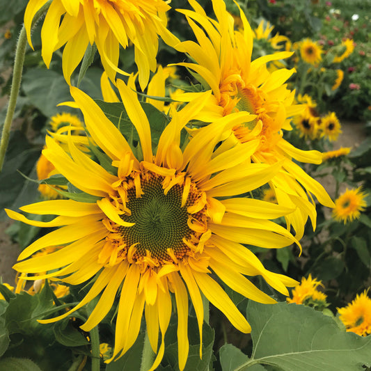 Solros ´Astra Gold´