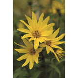 Maximilians solros ´Early Bird´