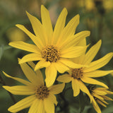 Maximilians solros ´Early Bird´