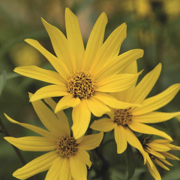 Maximilians solros ´Early Bird´