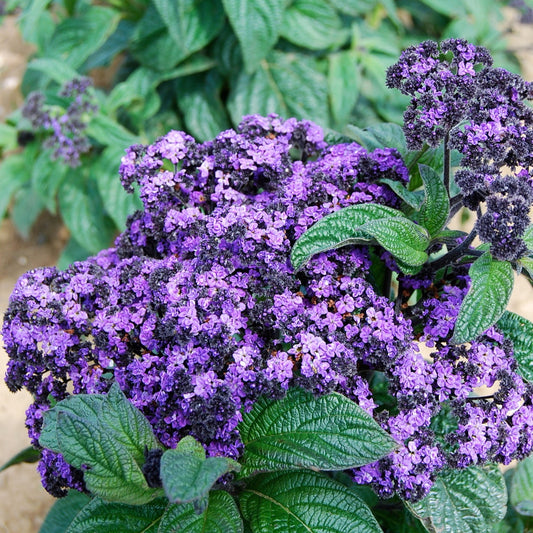 Heliotrop ´Dwarf Marine´